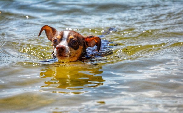 Comment démarrer avec le développement d'applications mobiles ?